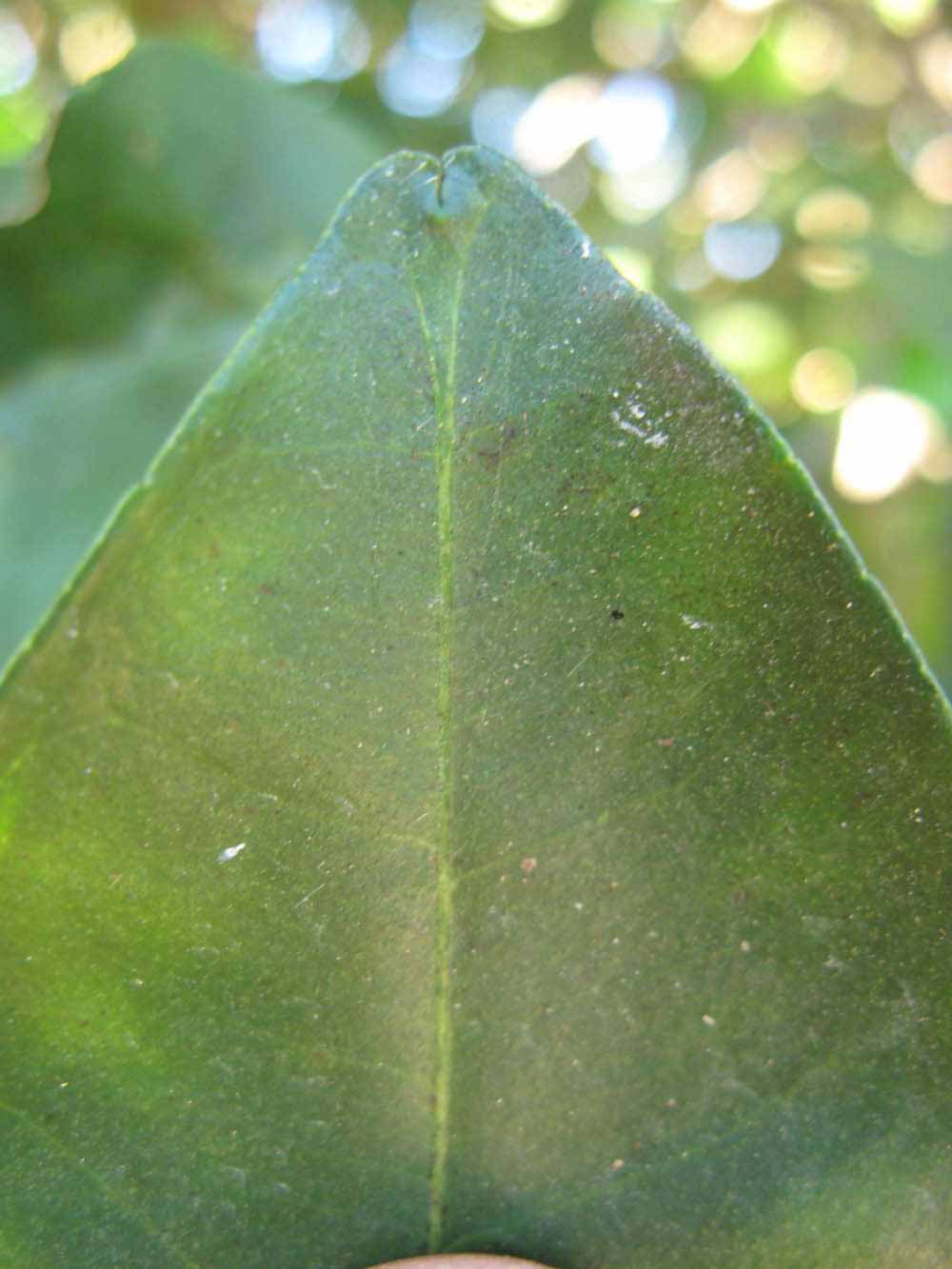              Margin (Winter Haven, FL)       